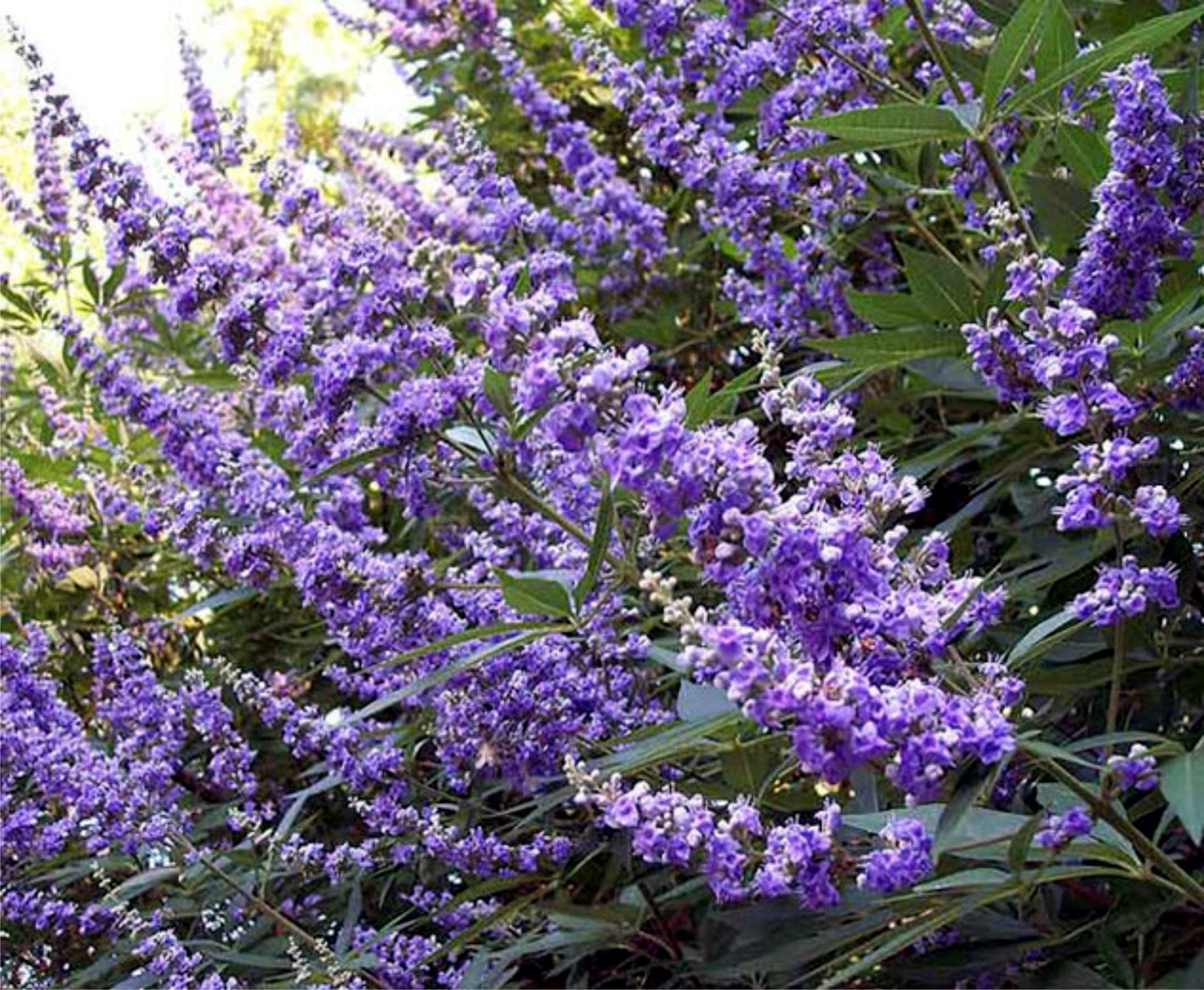 Purple Chaste tree flower spike blooms with green leaves. 