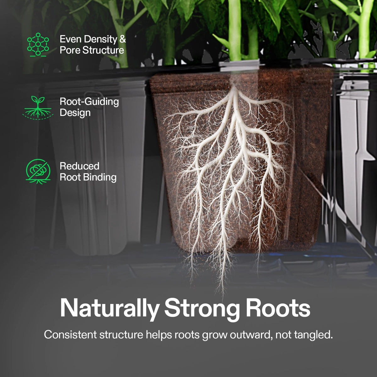 Root system of a plant in seed starter plug with text highlighting root characteristics