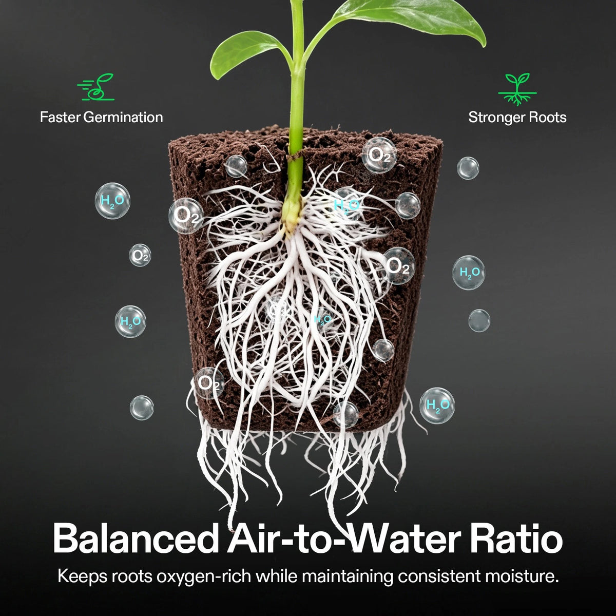 Illustration of a plant with roots in seed starter plug, showing the benefits of a balanced air-to-water ratio.