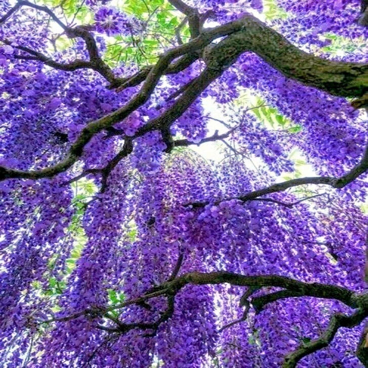 Massive tree with vibrant purple wisteria flowers and green leaves