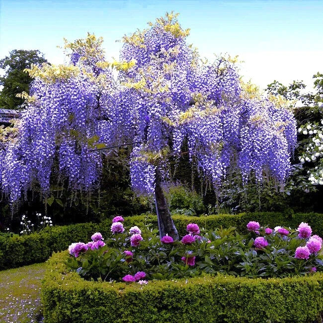 Vibrant garden scene with wisteria tree and peony flowers