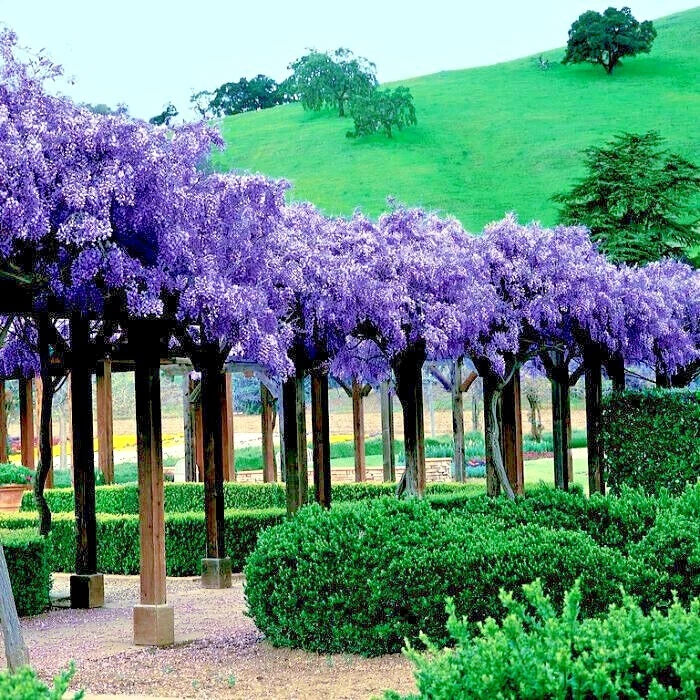 Row of Chinese Wisteria trees with purple flowers in a garden setting