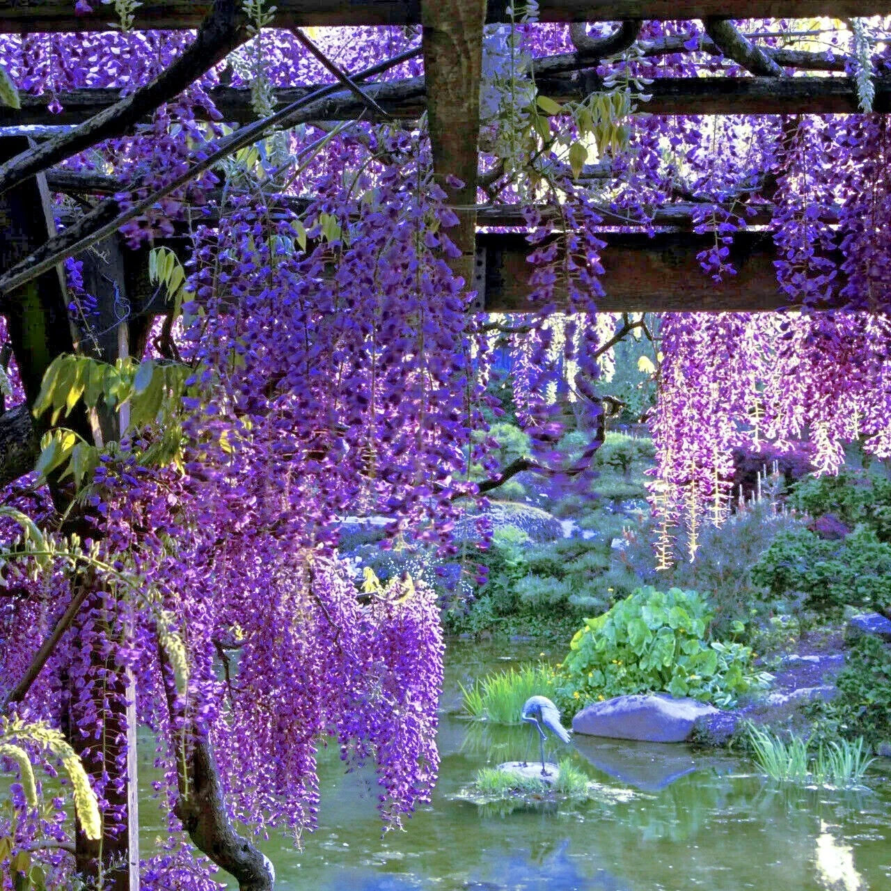 Vibrant purple wisteria flowers hanging over a garden pond with greenery.