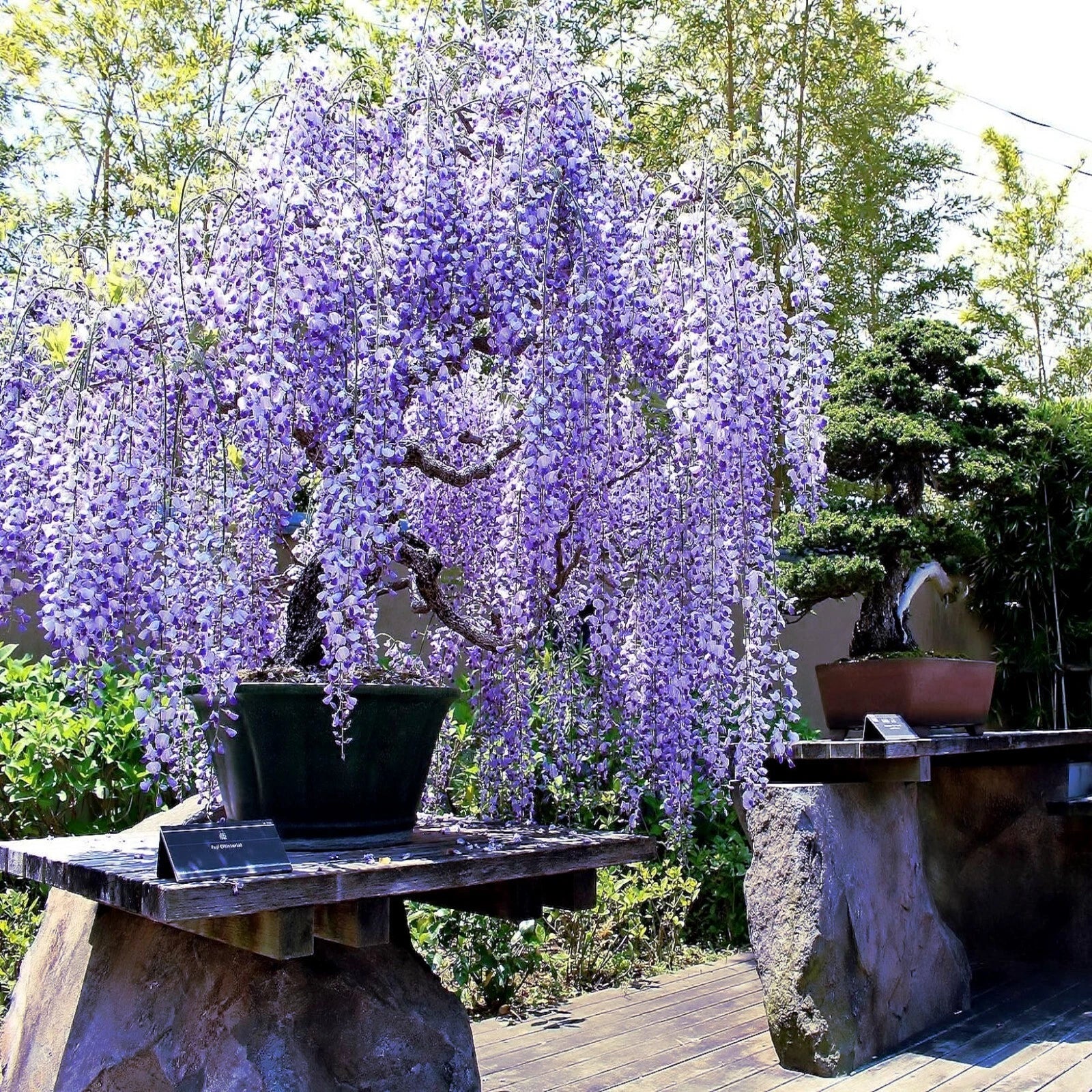 Potted Chinese blue wisteria plant with purple flowers in a garden setting