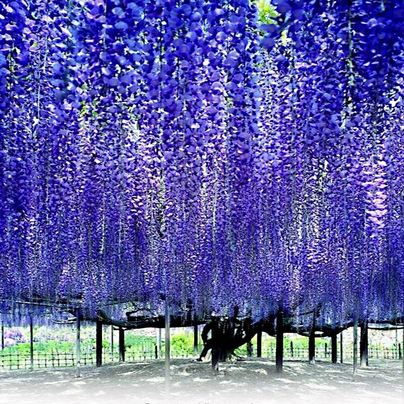 Vibrant blue Chinese wisteria flowers hanging in a garden
