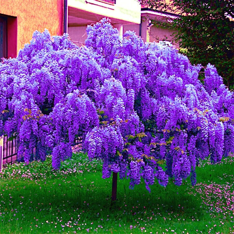 Purple Chinese wisteria tree in full bloom with a building in the background