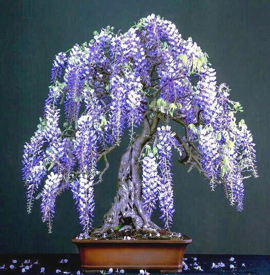 Chinese wisteria Bonsai tree with purple flowers on a dark background