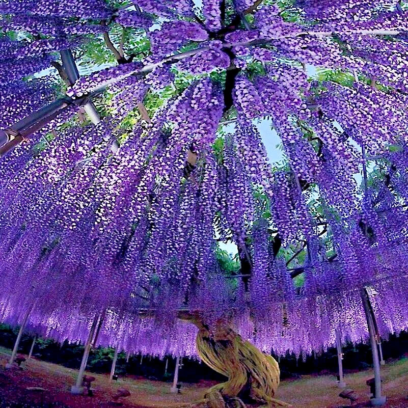 Vibrant purple wisteria flowers covering a canopy in a garden setting