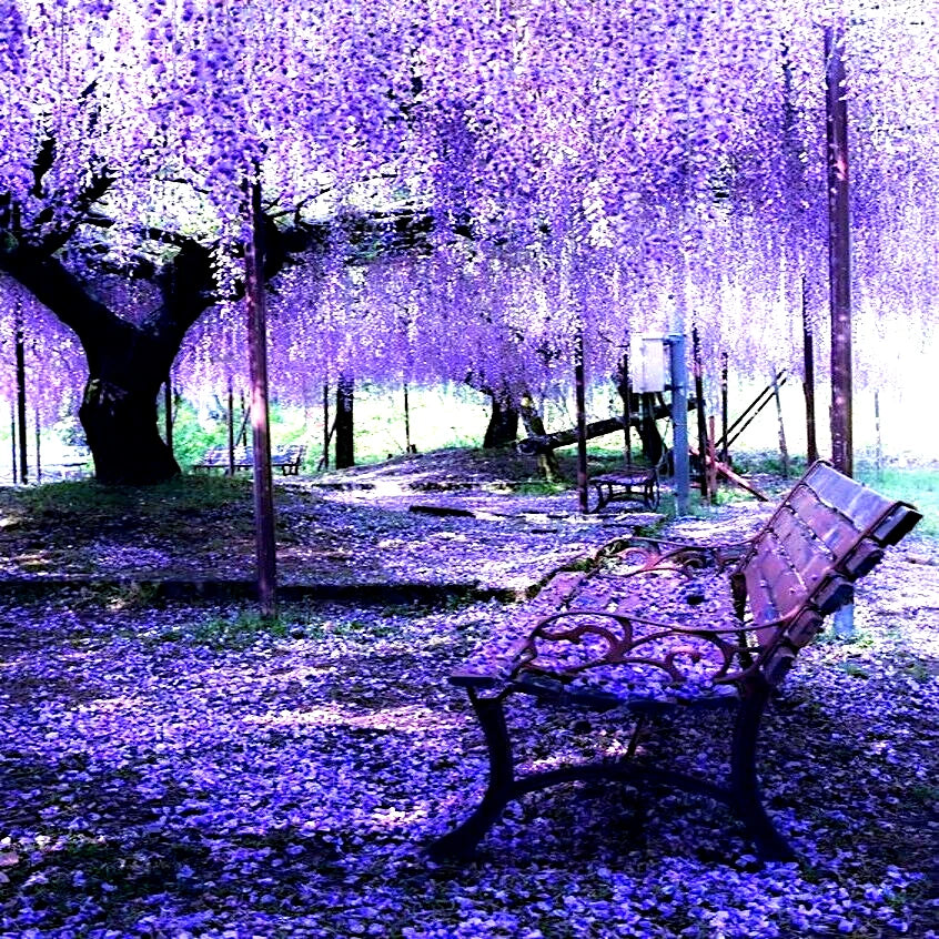 Bench under a canopy of purple Chinese wisteria vine flowers in a park