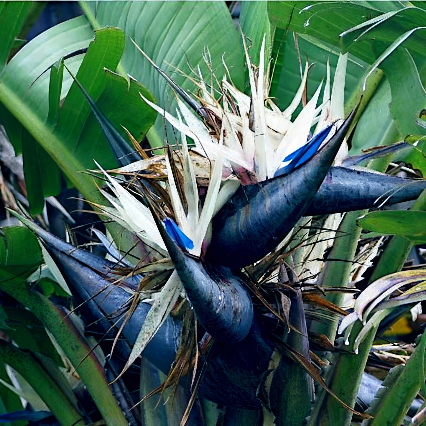 Close-up of a blue Giant White bird-of-paradise flower with green leaves in the background