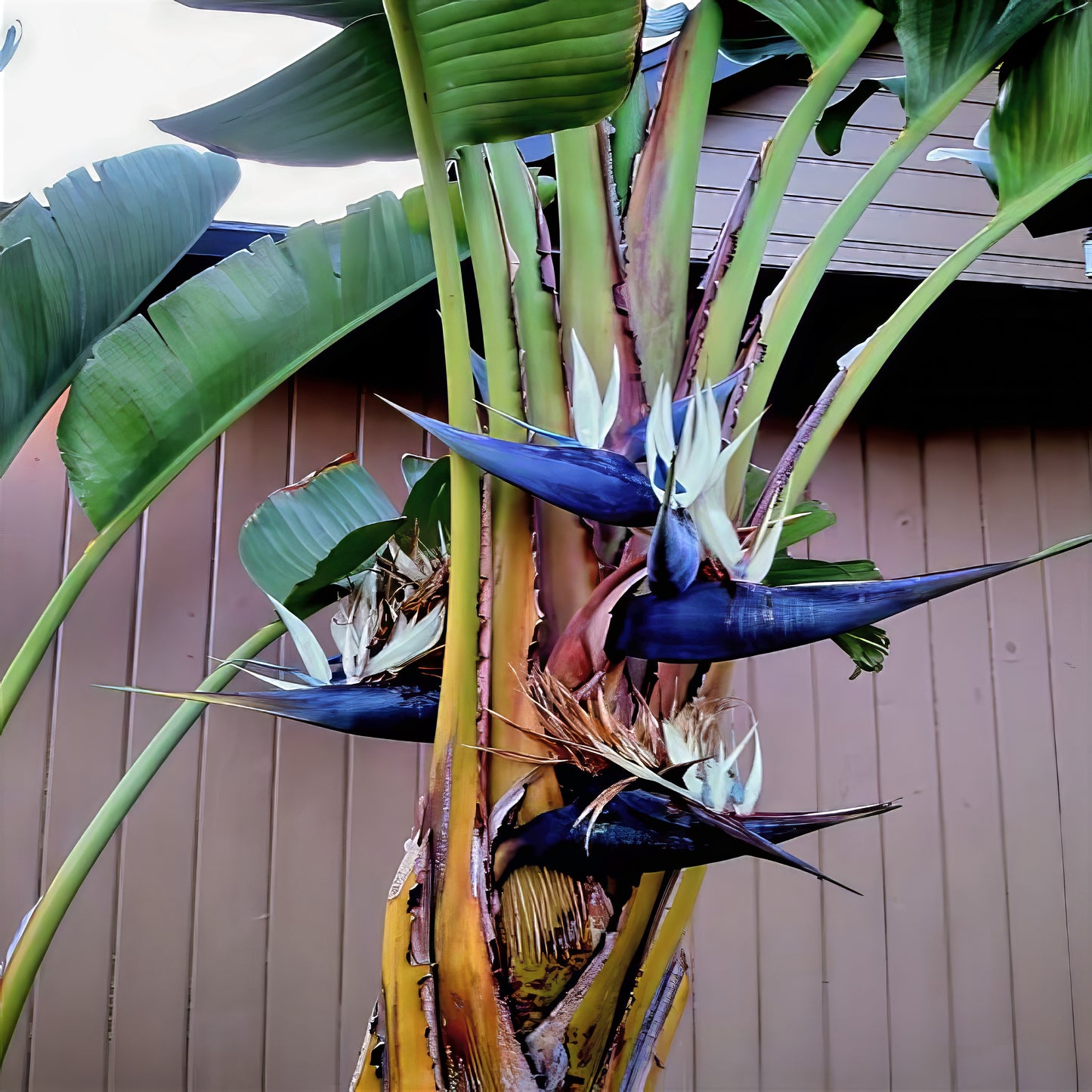 Giant White Bird of paradise plant with blue flowers against a wooden wall.