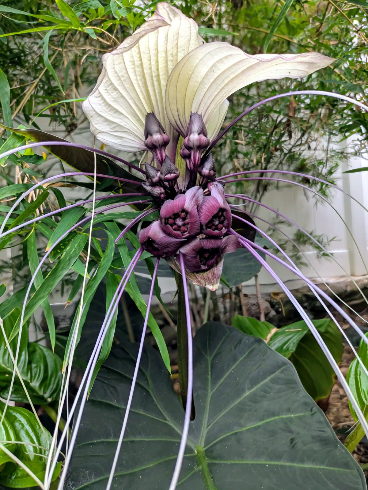 Close-up of a unique White bat flower with long, thin petals and a central purple structure.