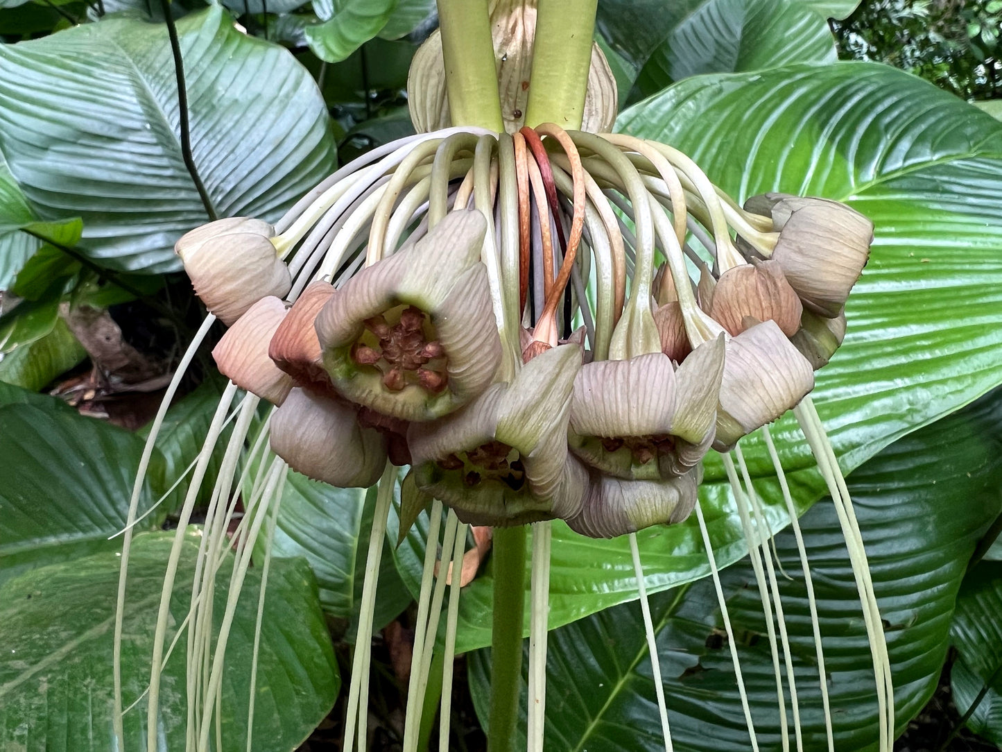 Close-up of a unique White Bat flowers hanging stamens and green leaves in the background. Tacca integrifolia