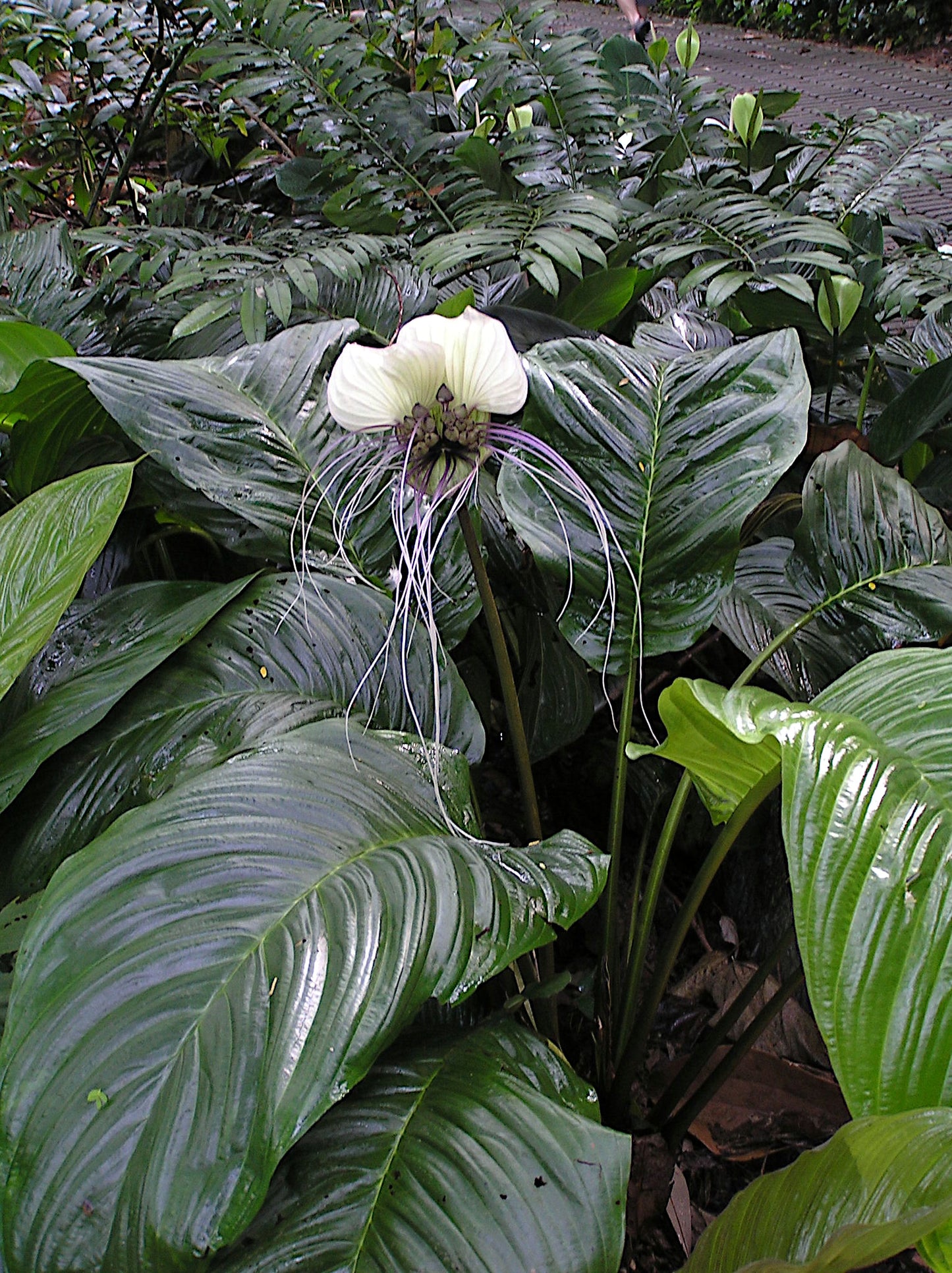 White bat flower with long stamens surrounded by large green leaves