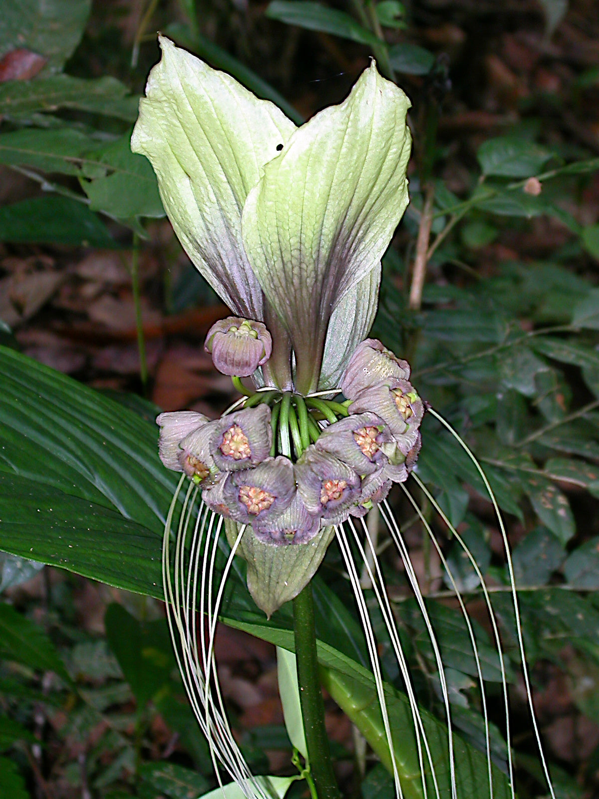 Close-up of a unique White bat flower flower with long white stamens against a natural background.