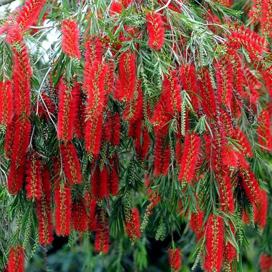 Close-up of red weeping bottlebrush flowers with green leaves. (Callistemon viminalis)