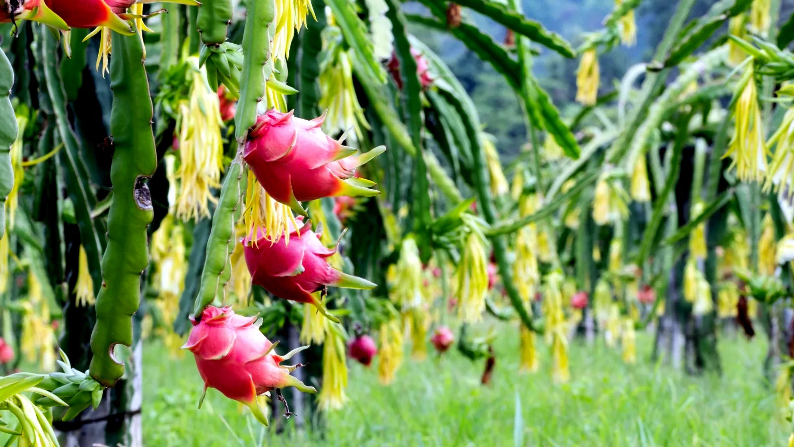 Red skinned White dragon fruits hanging from green cactus vine stems in dragon fruit orchard. Pitaya (Hylocereus undatus)