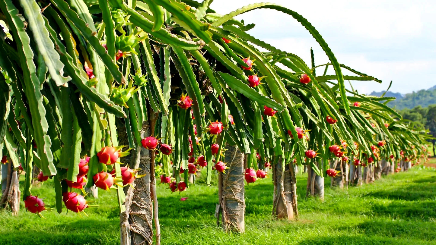 White dragon fruit orchard with red skin fruits and green cactus vine stems. (Hylocereus undatus)