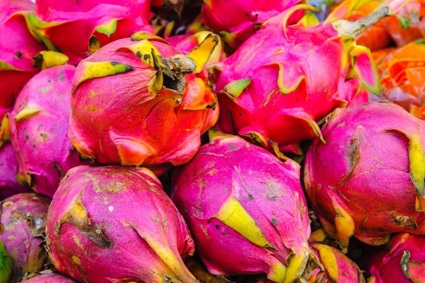 White dragon fruits with red and yellow skin.