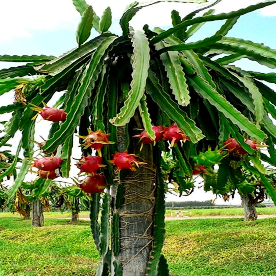 White dragon fruit tree with red skin dragon fruits and green cactus vine stems. (Hylocereus undatus)