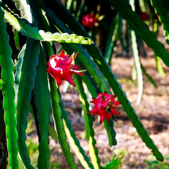 White Dragon fruits with green cactus vine stems hanging in background. (Hylocereus undatus)