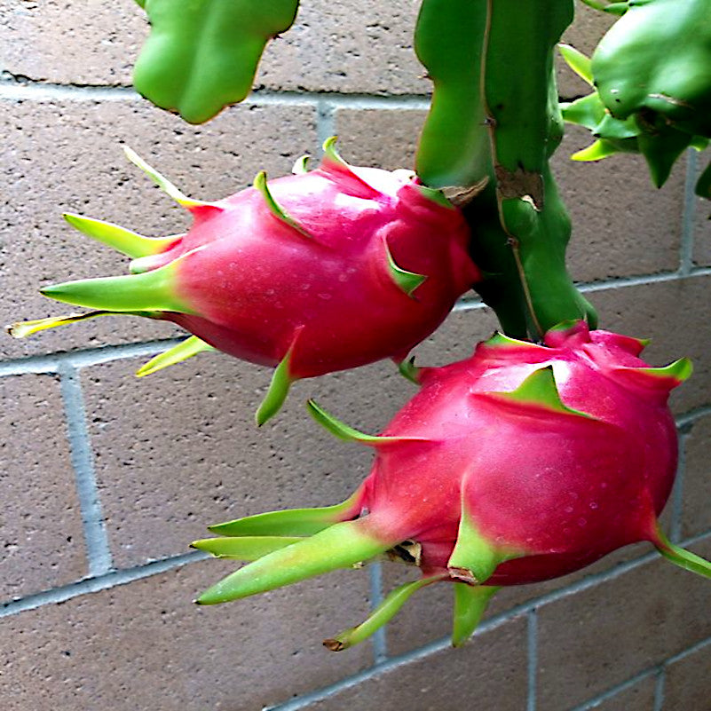 White dragon fruits with red skin hanging from green cactus vine stem with brick wall background. (Hylocereus undatus)