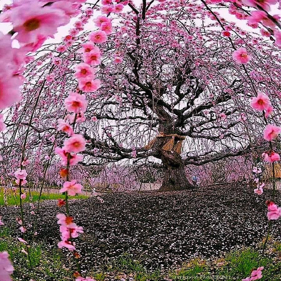 Close up view of Japanese Weeping Sakura Cherry blossom tree with pink flowers. (Prunus subhirtella var. pendula)