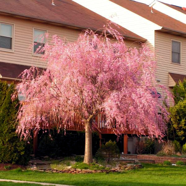 Japanese Weeping Sakura Cherry blossom tree with pink flowers in landscape setting behind building. (Prunus subhirtella var. pendula)