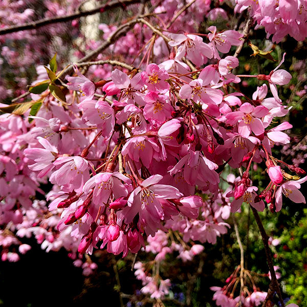 Pink flowers on Japanese Weeping Sakura Cherry blossom tree