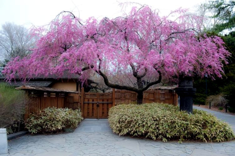 Japanese Weeping Sakura Cherry blossom tree in front yard landscape with pink flowers. (Prunus subhirtella var. pendula)