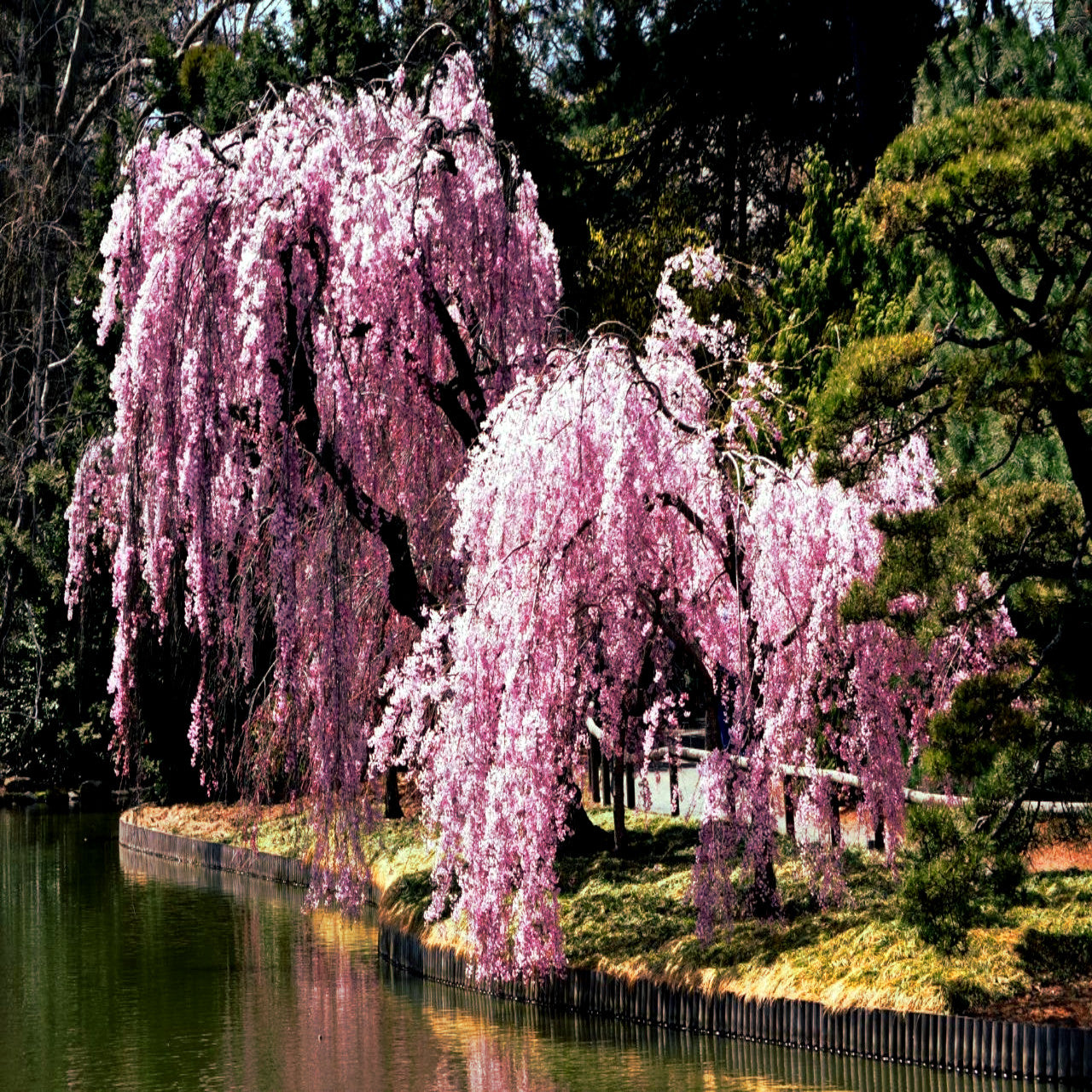 Two Japanese weeping cherry blossom trees with pink flowers hanging over water's edge. (Prunus subhirtella var. pendula)