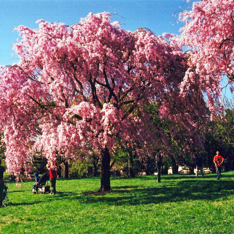 Japanese Weeping Sakura Cherry blossom tree with pink flowers in park landscape with blue sky background. 