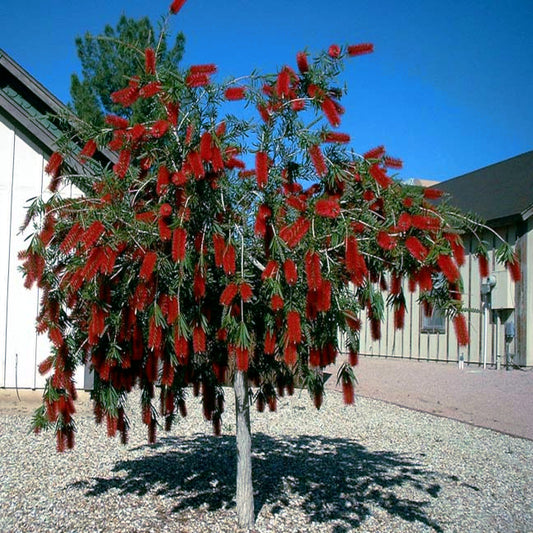 Tree with red Weeping bottlebrush flowers against a clear blue sky. (Callistemon viminalis)