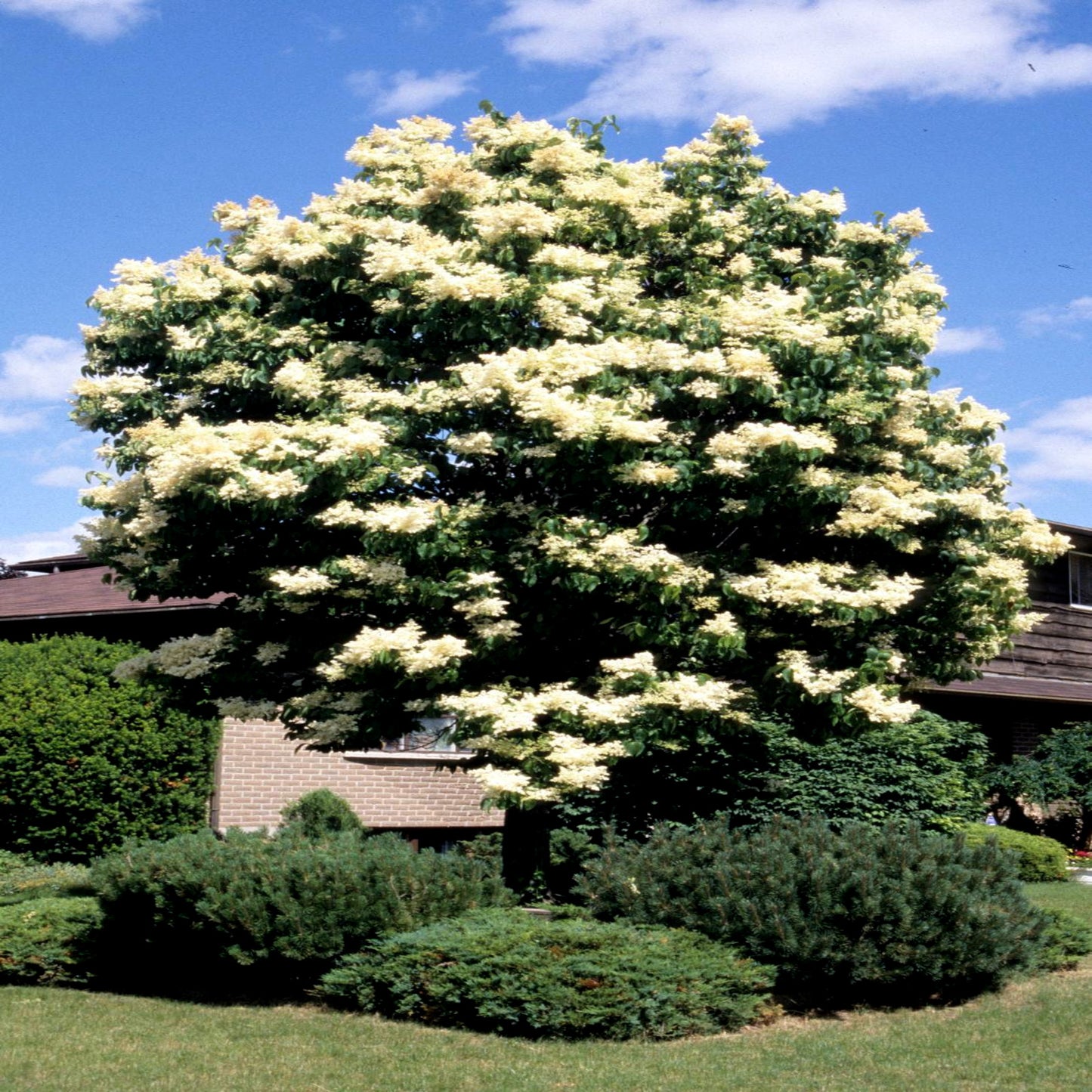 Large Japanese white lilac tree with white flowers in a garden setting with a clear blue sky. (Syringa reticulata)