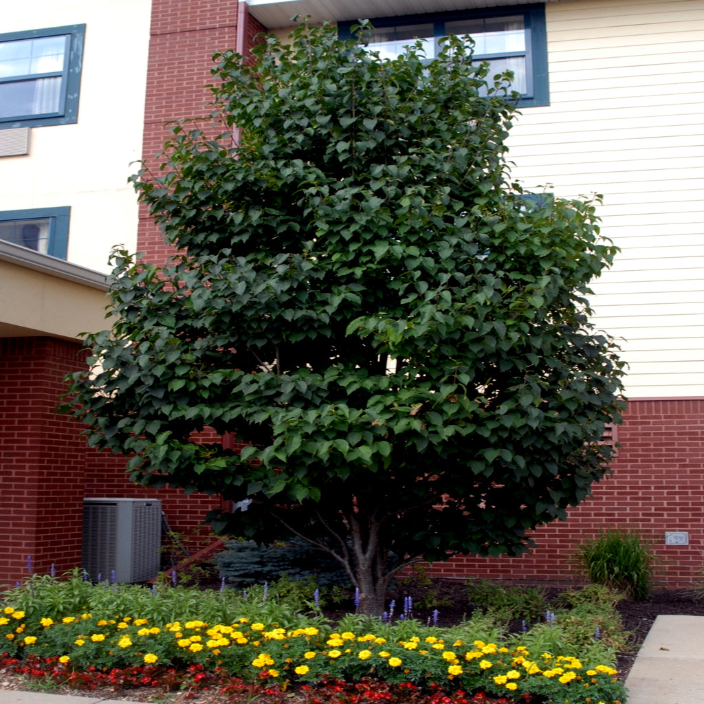 Japanese white lilac Tree in front of a brick building with colorful flowers in the foreground. (Syringa reticulata)