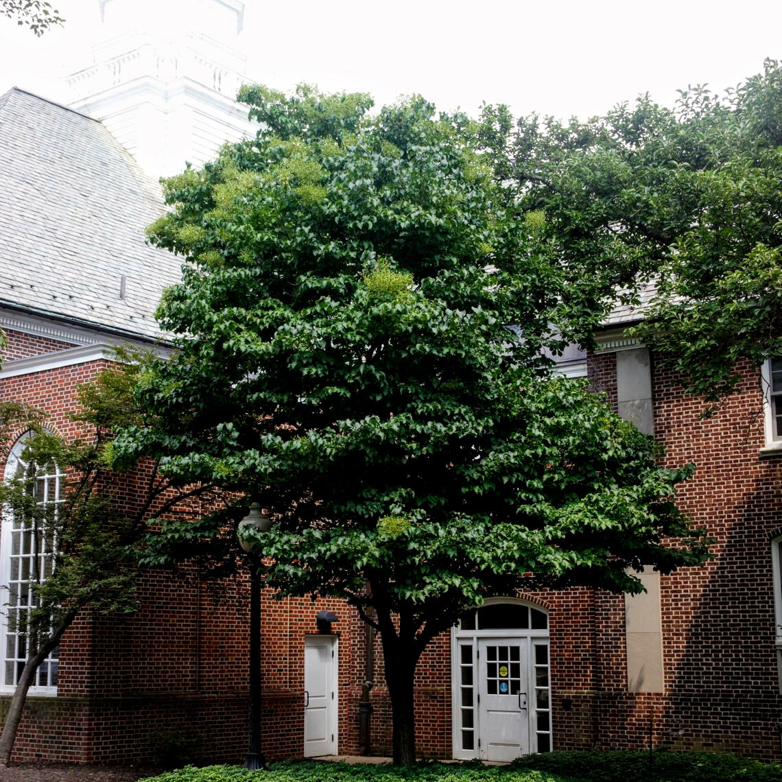 Large Japanese white lilac tree in front of a brick building with white doors