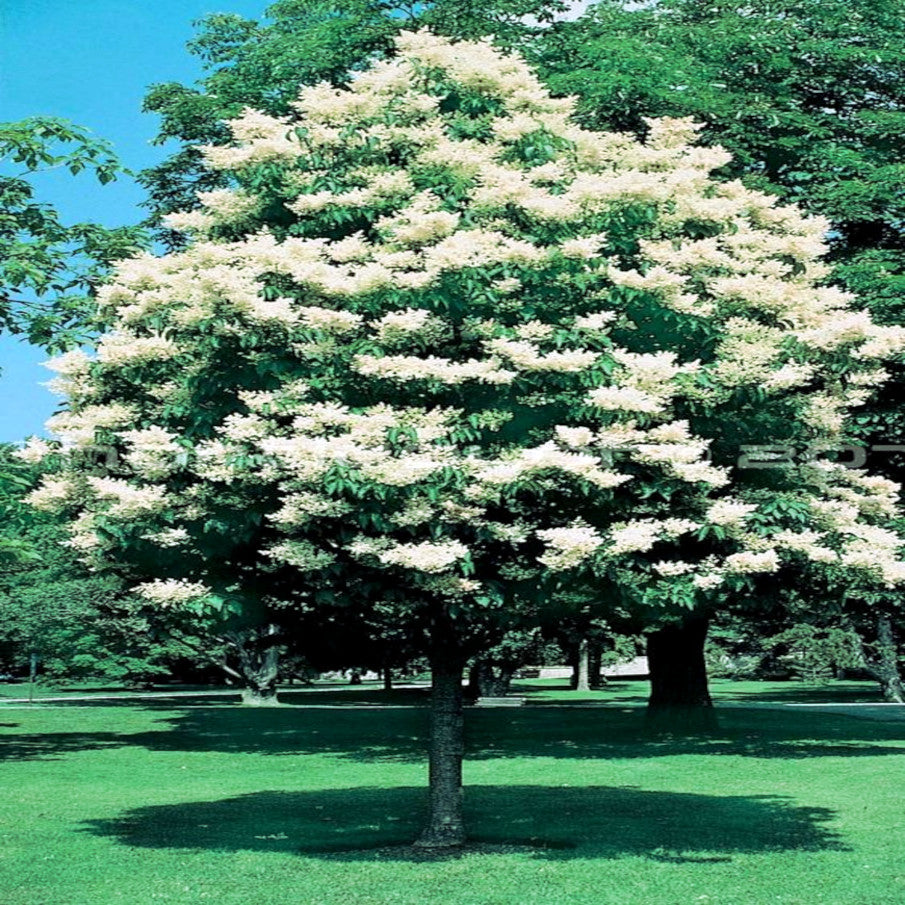 Japanese white lilac tree with white flowers in a park setting
