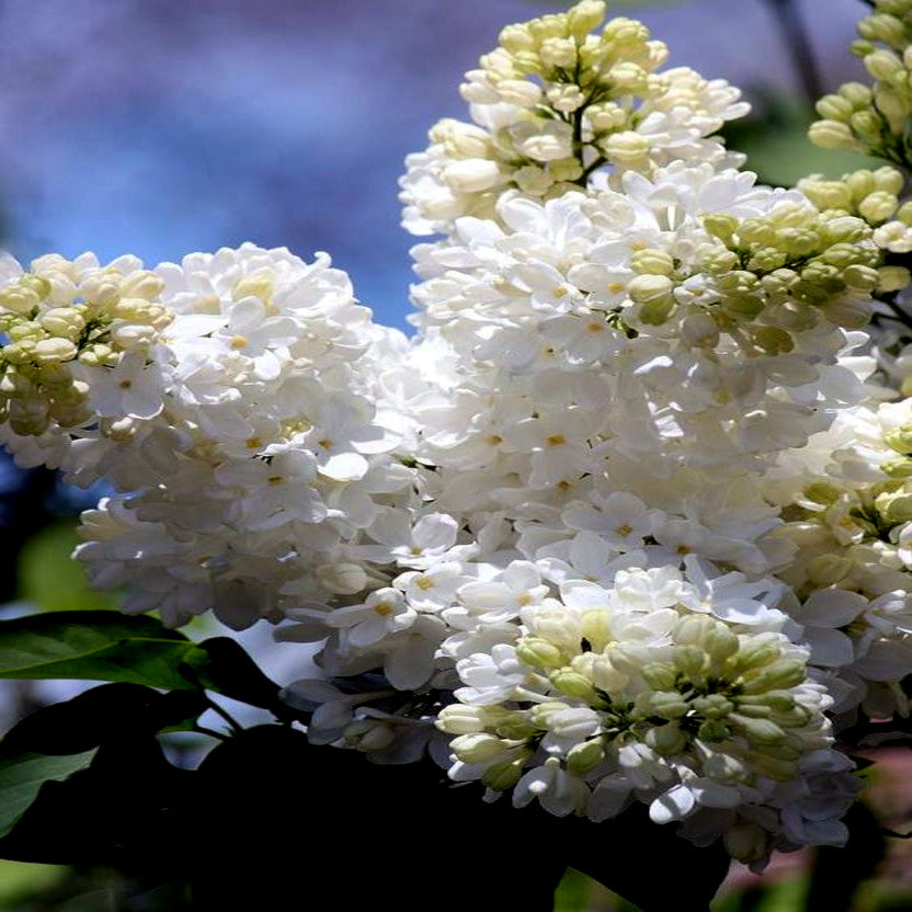 Close-up of Japanese white lilac flowers with a blurred natural background