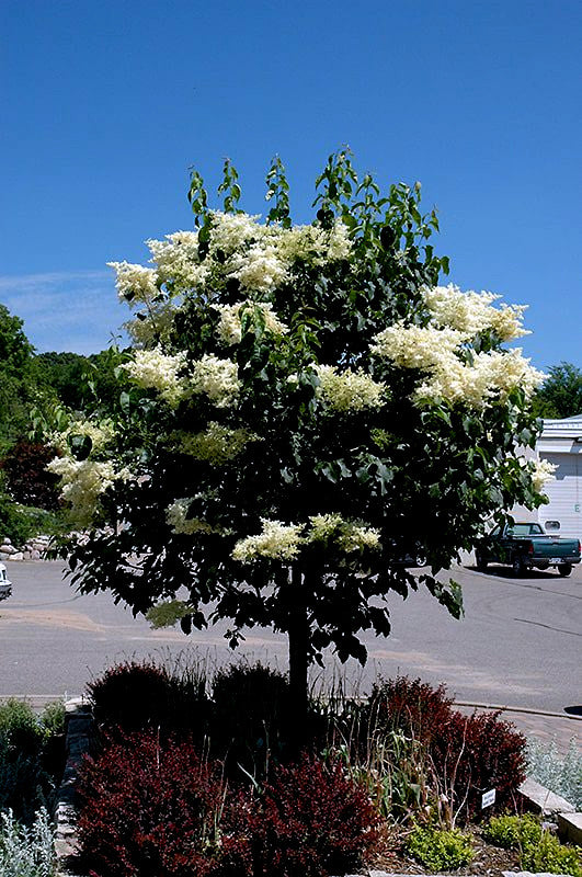 Japanese white lilac tree with white flowers in a garden setting with a clear blue sky.