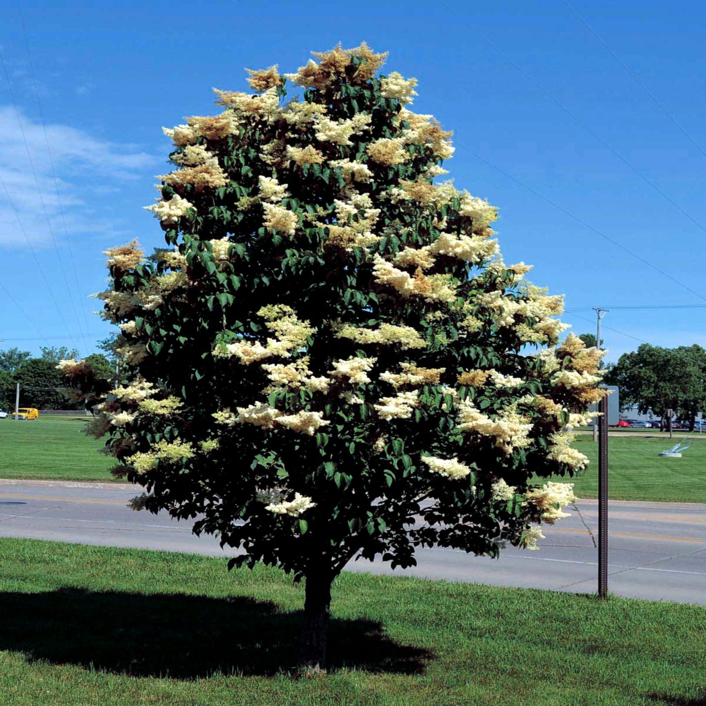 Japanese white lilac tree with white flowers on a grassy area with a clear blue sky. (Syringa reticulata)