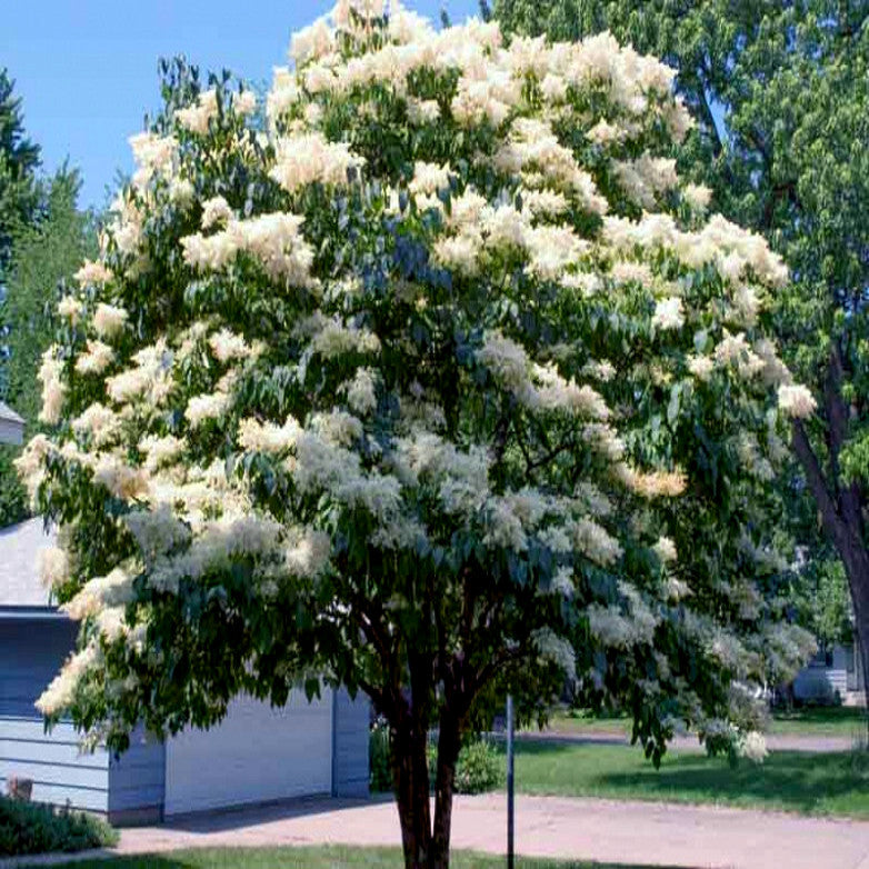 Japanese white lilac tree with white flowers in a residential area