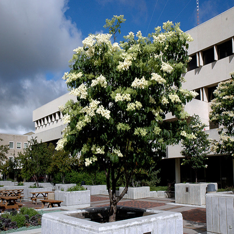 Japanese white lilac tree with white flowers in a courtyard with buildings in the background