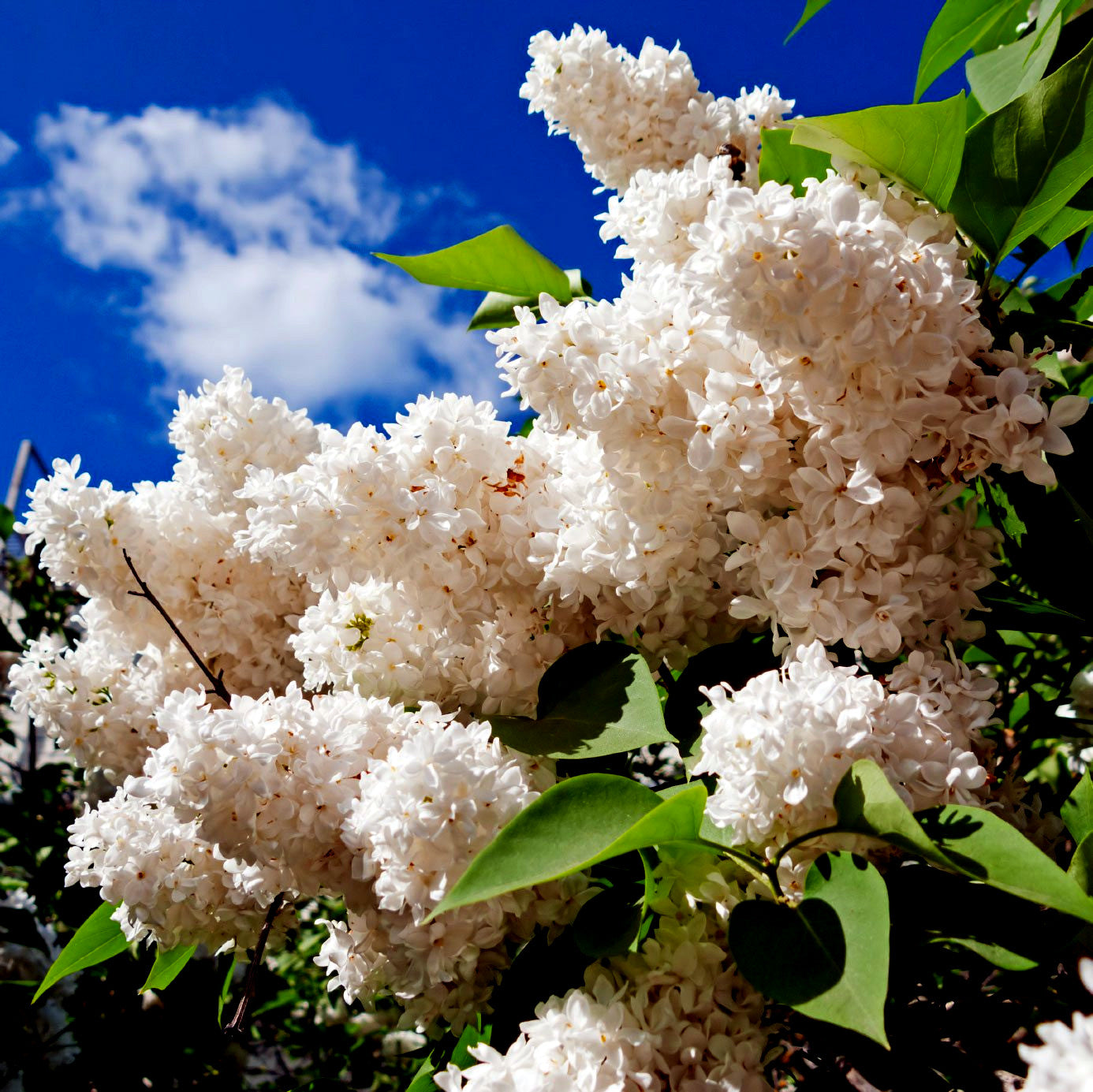 Blossoming white Japanese Lilac tree flowers with green leaves against a blue sky. (Syringa reticulata)