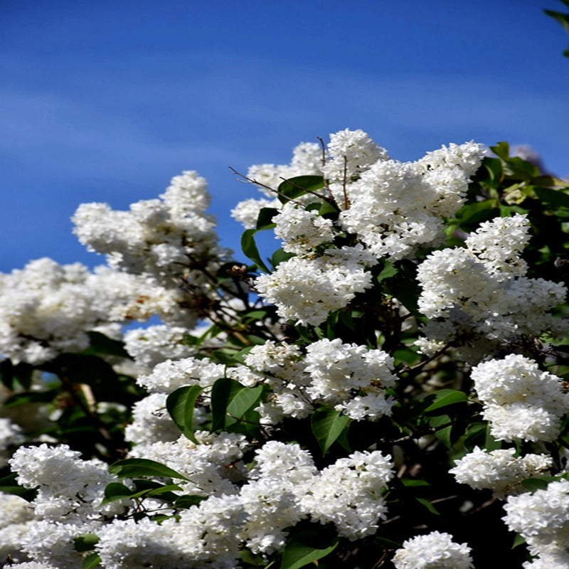 White Japanese lilac tree flowers with green leaves against a clear blue sky. (Syringa reticulata)