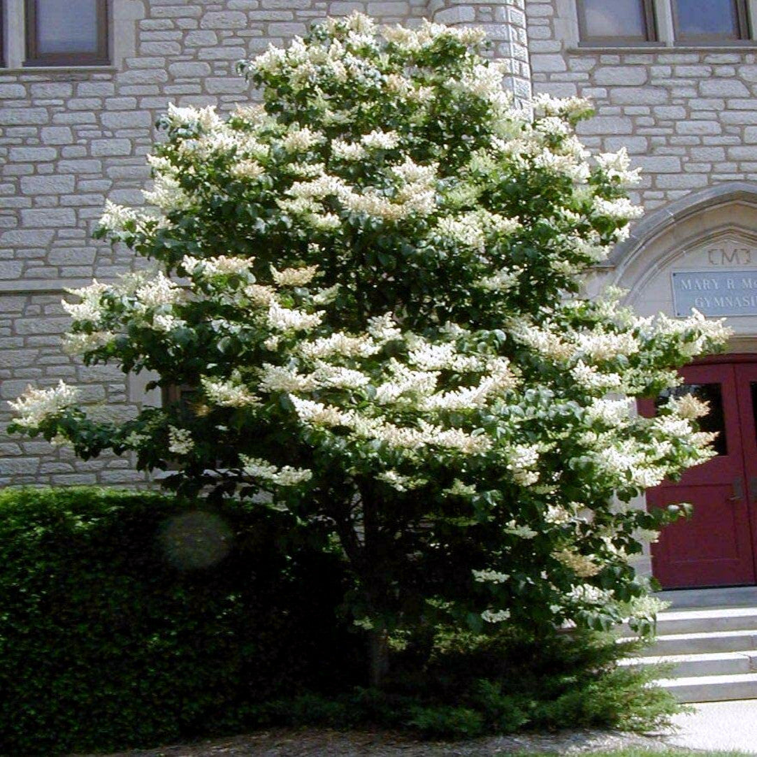 Japanese white lilac Tree with white flowers in front of a stone building with a red door.