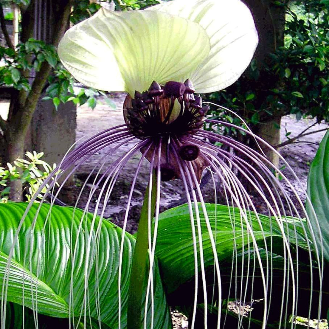 Tropical White bat flower with long white stamens against a natural background