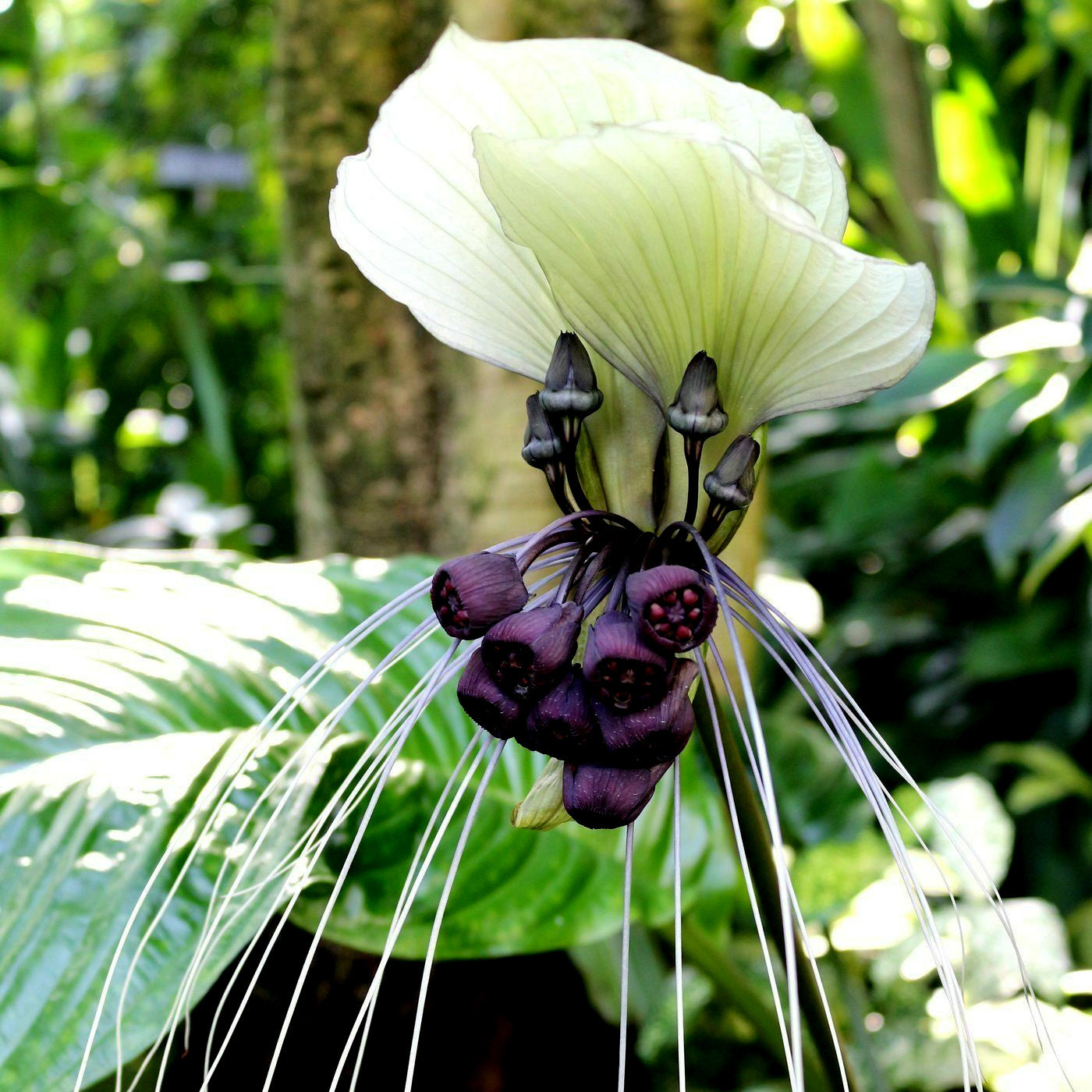 Close-up of a unique white bat flower with white petals and purple centers against a green leafy background. Tacca integrifolia