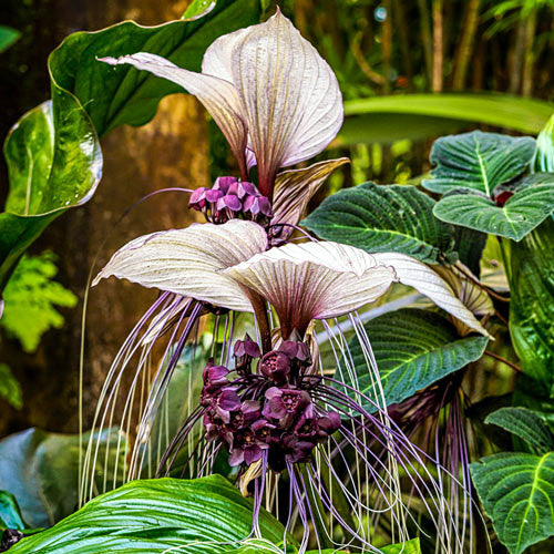 Close-up of a unique white bat flower with white petals and purple centers, surrounded by green leaves.