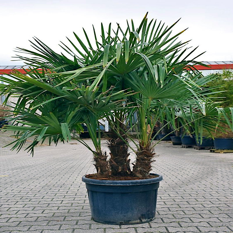 3 Potted windmill fan palm tree on a paved area with other plants in the background