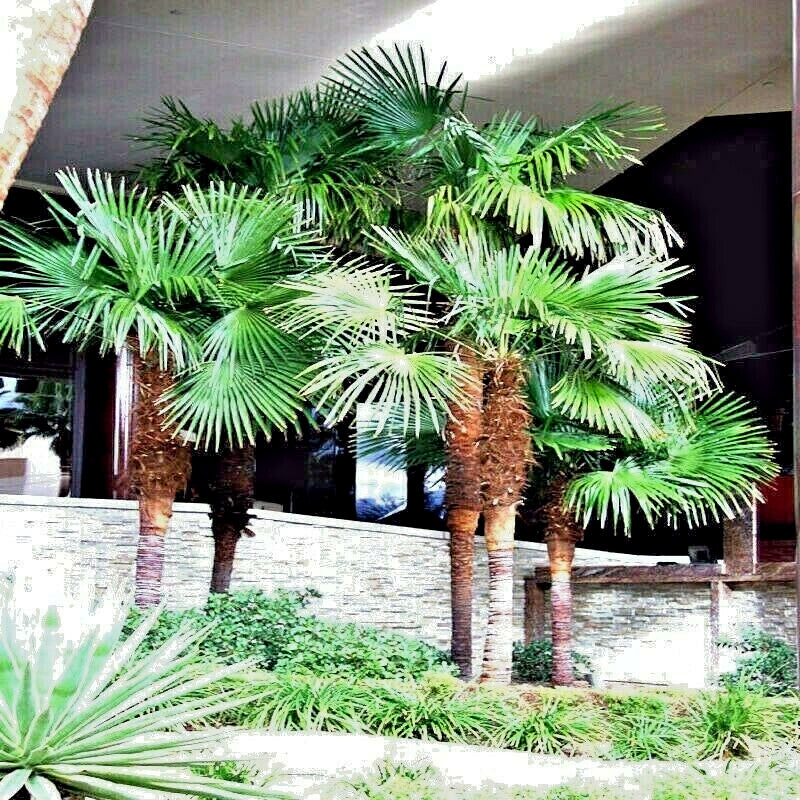 Group of chinese windmill palm trees in a garden setting with a building in the background